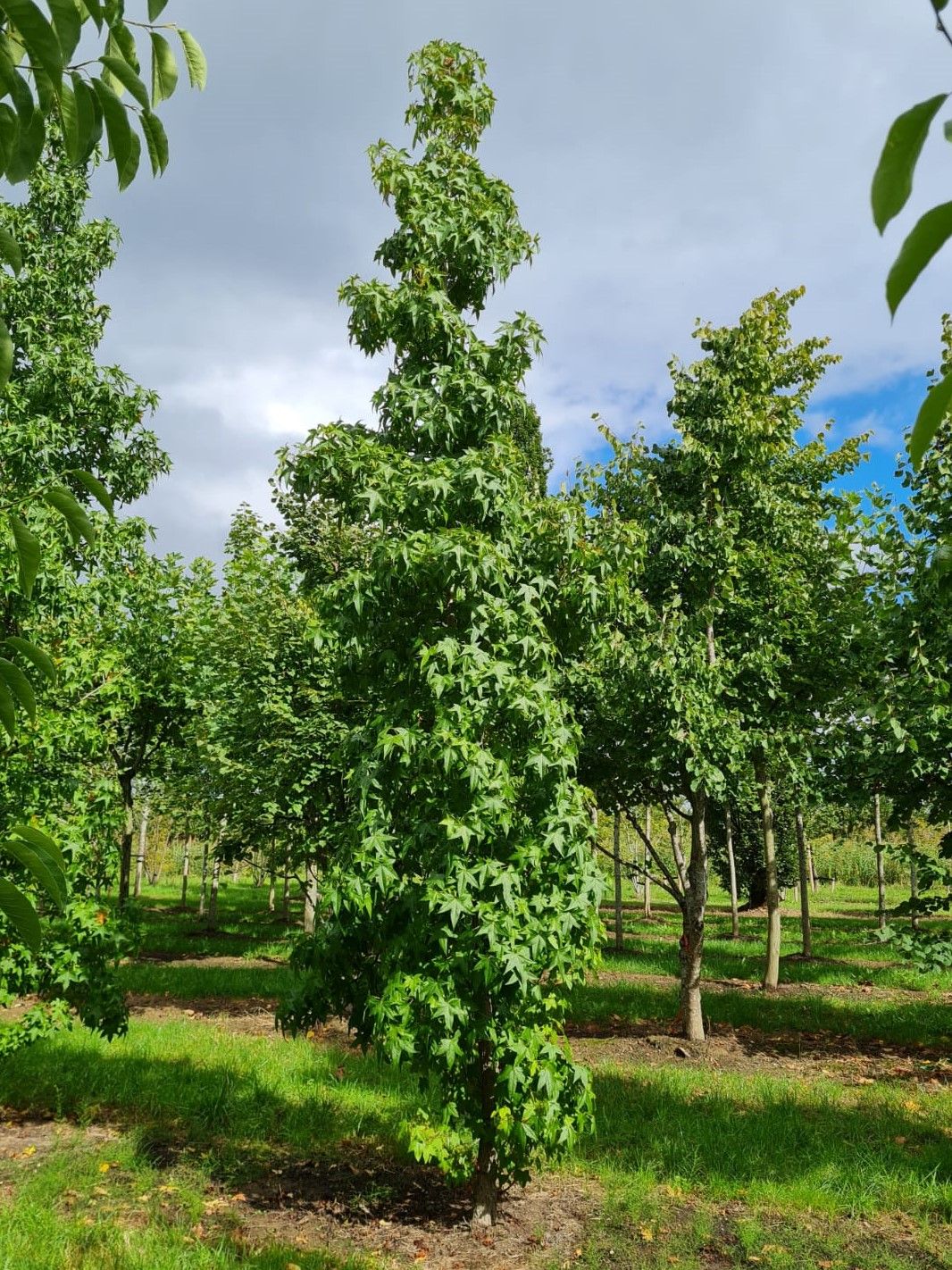 amberboom Volwassen Amberboom | Laagstam