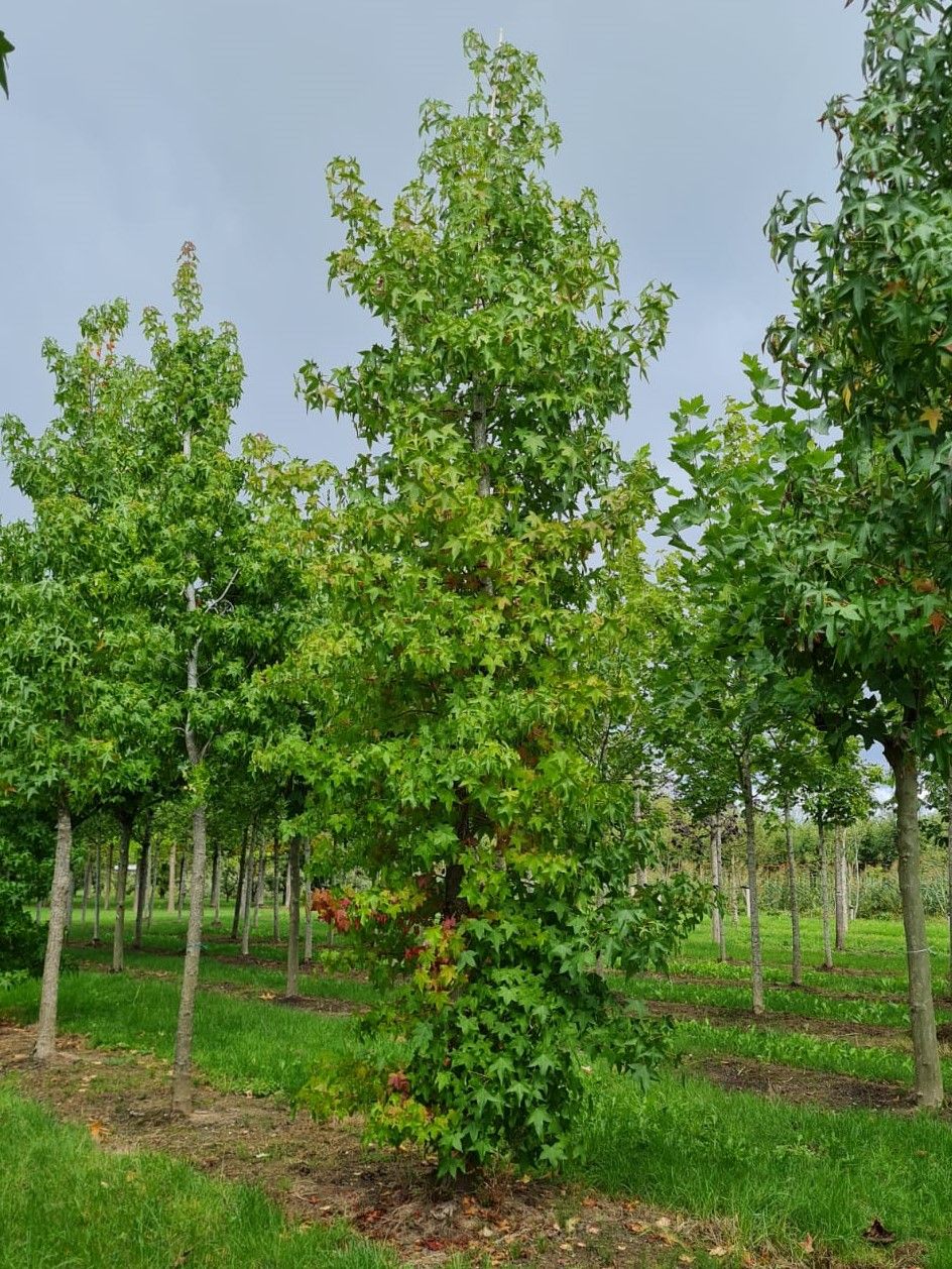 amberboom Volwassen Amberboom | Laagstam