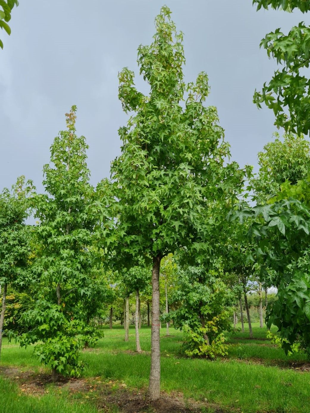 Jonge Amberboom | Hoogstam