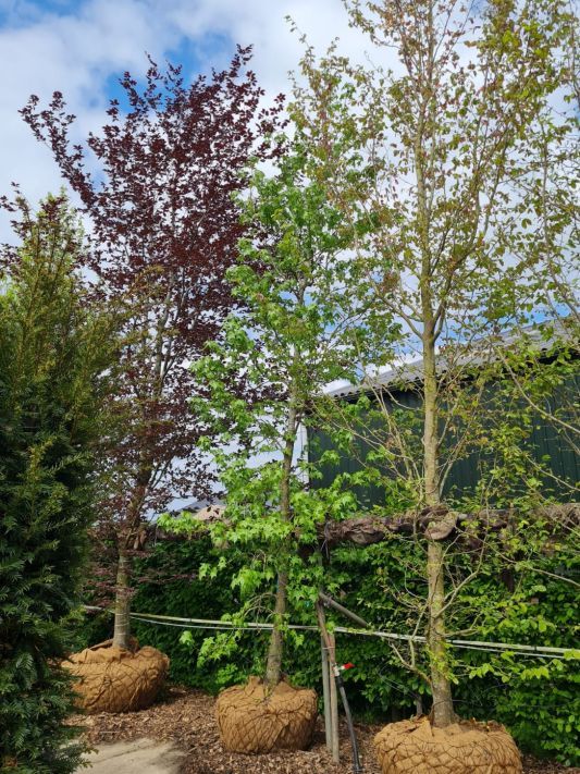 amberboom Volwassen Amberboom | Laagstam