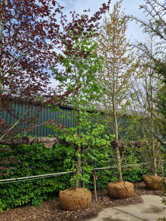 amberboom Volwassen Amberboom | Laagstam