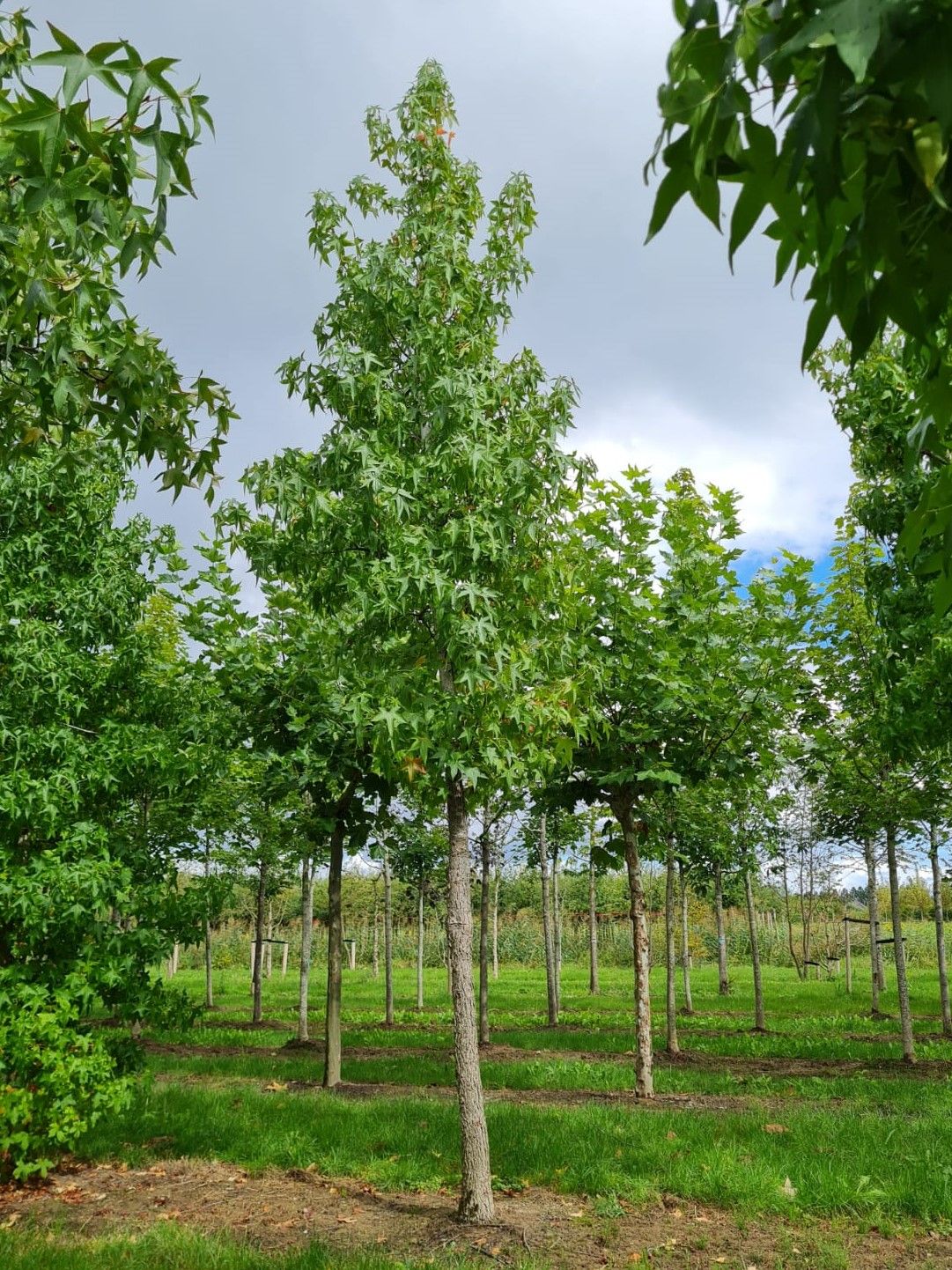 Jonge Amberboom | Hoogstam