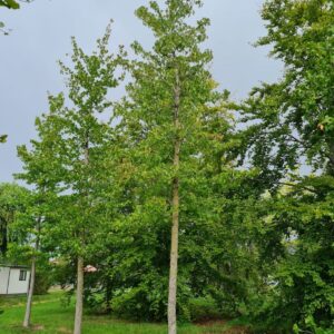 Amberboom | Hoogstam