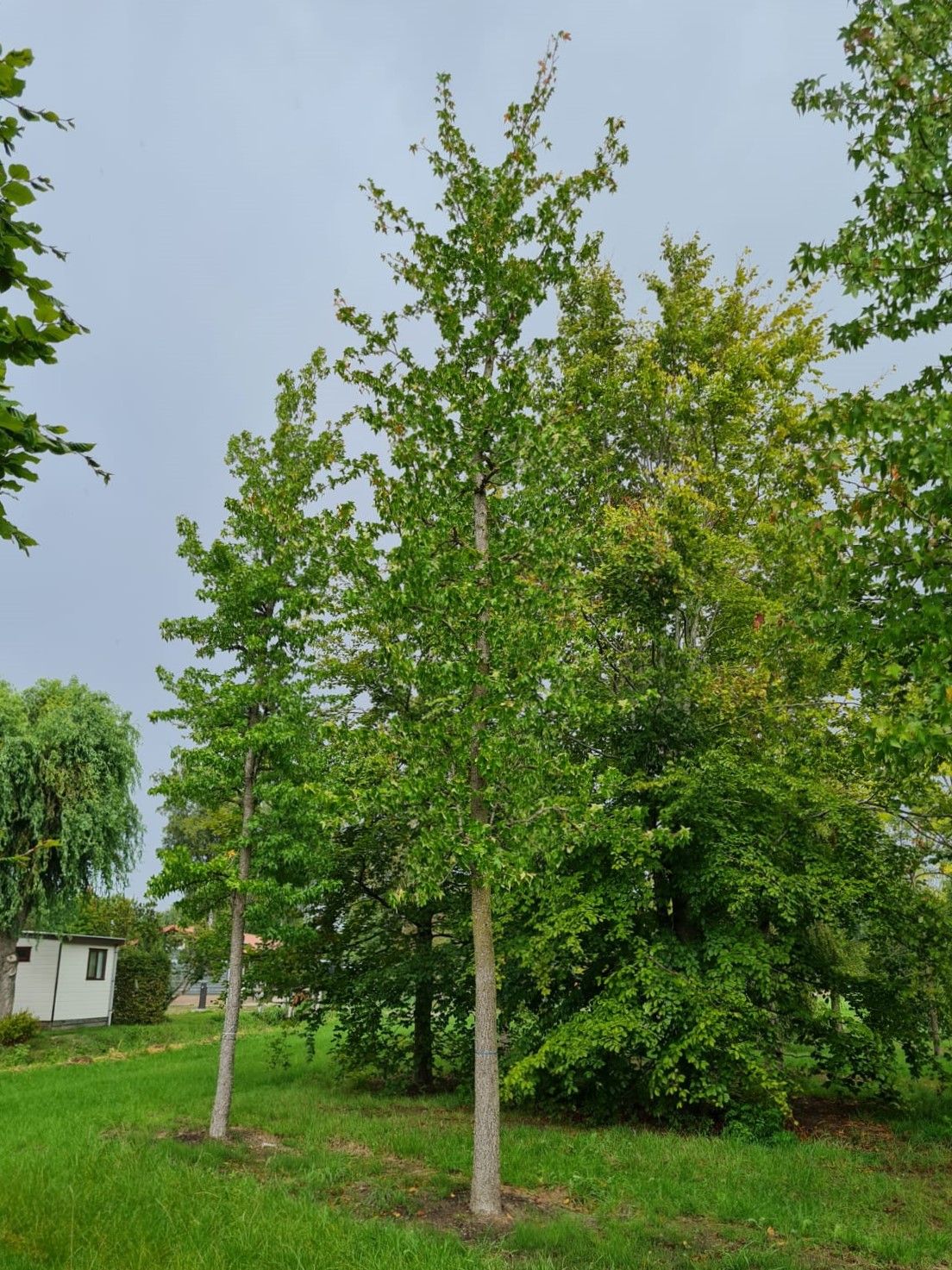 Jonge Amberboom | Hoogstam