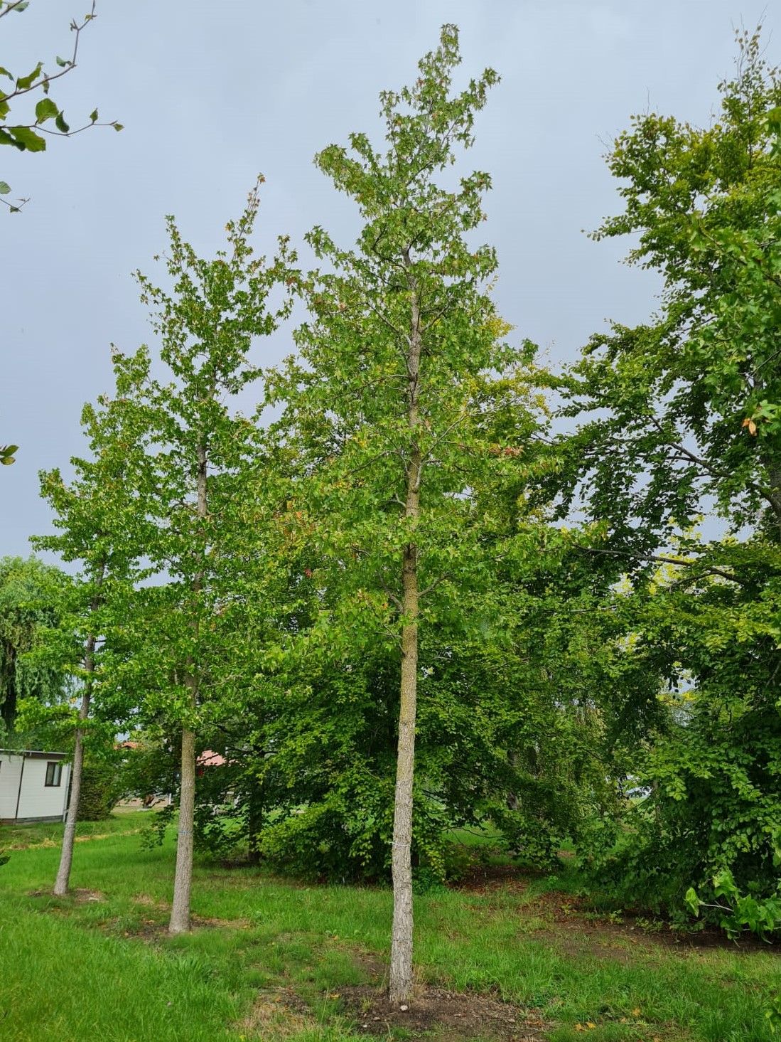 Jonge Amberboom | Hoogstam