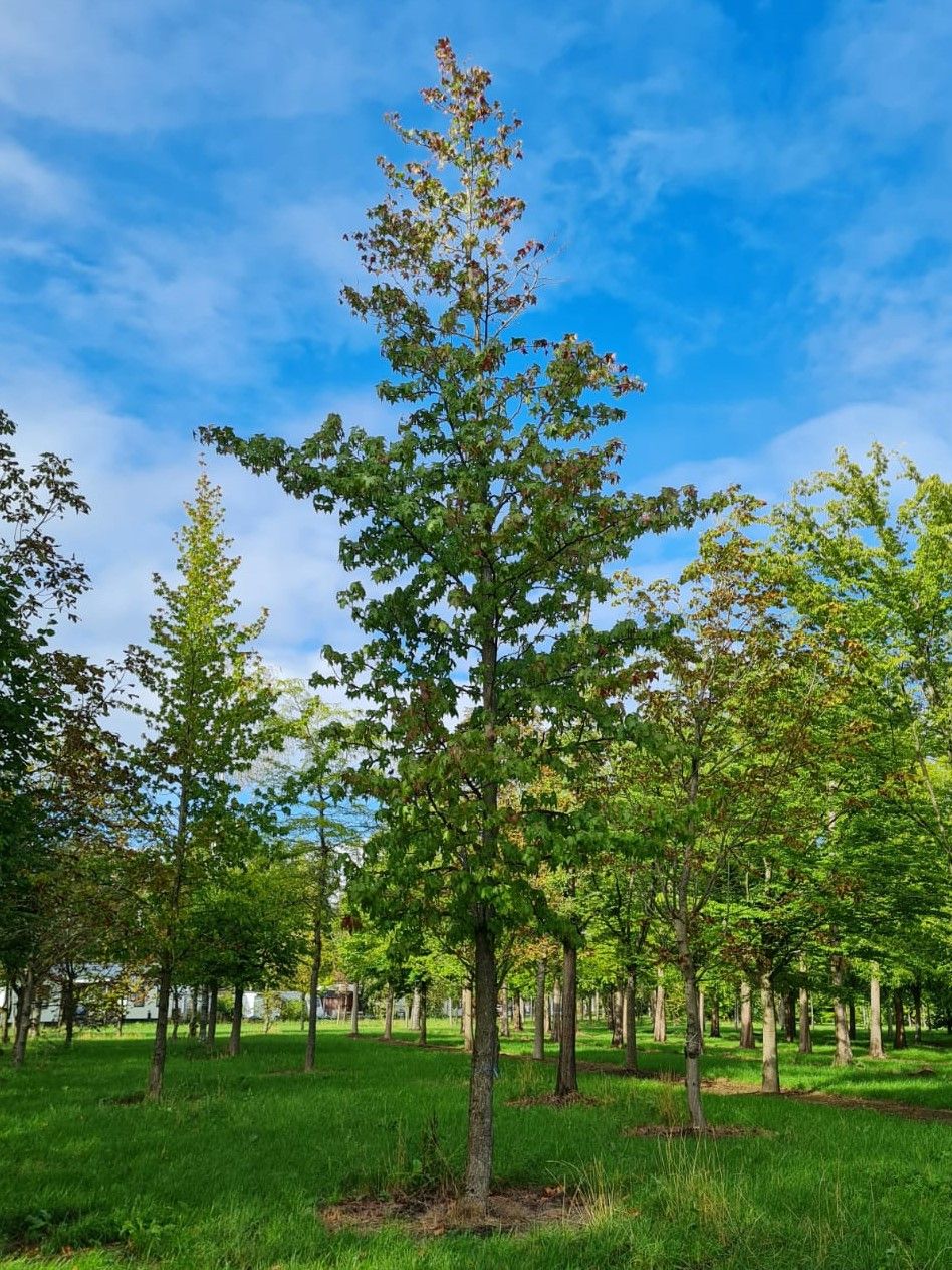 Jonge Amberboom | Hoogstam