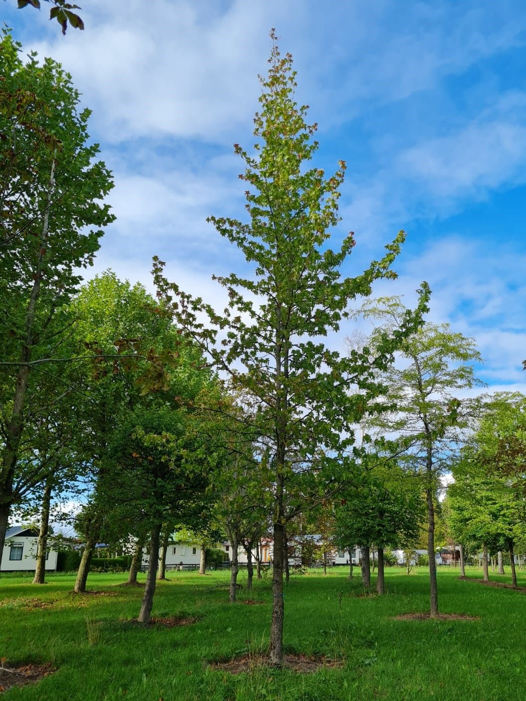 Jonge Amberboom | Hoogstam