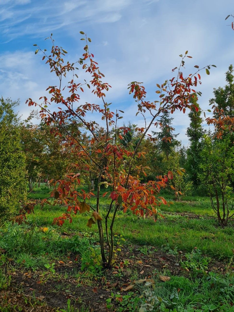 amerikaans-krentenboompje Jonge Krentenboom | Meerstammig