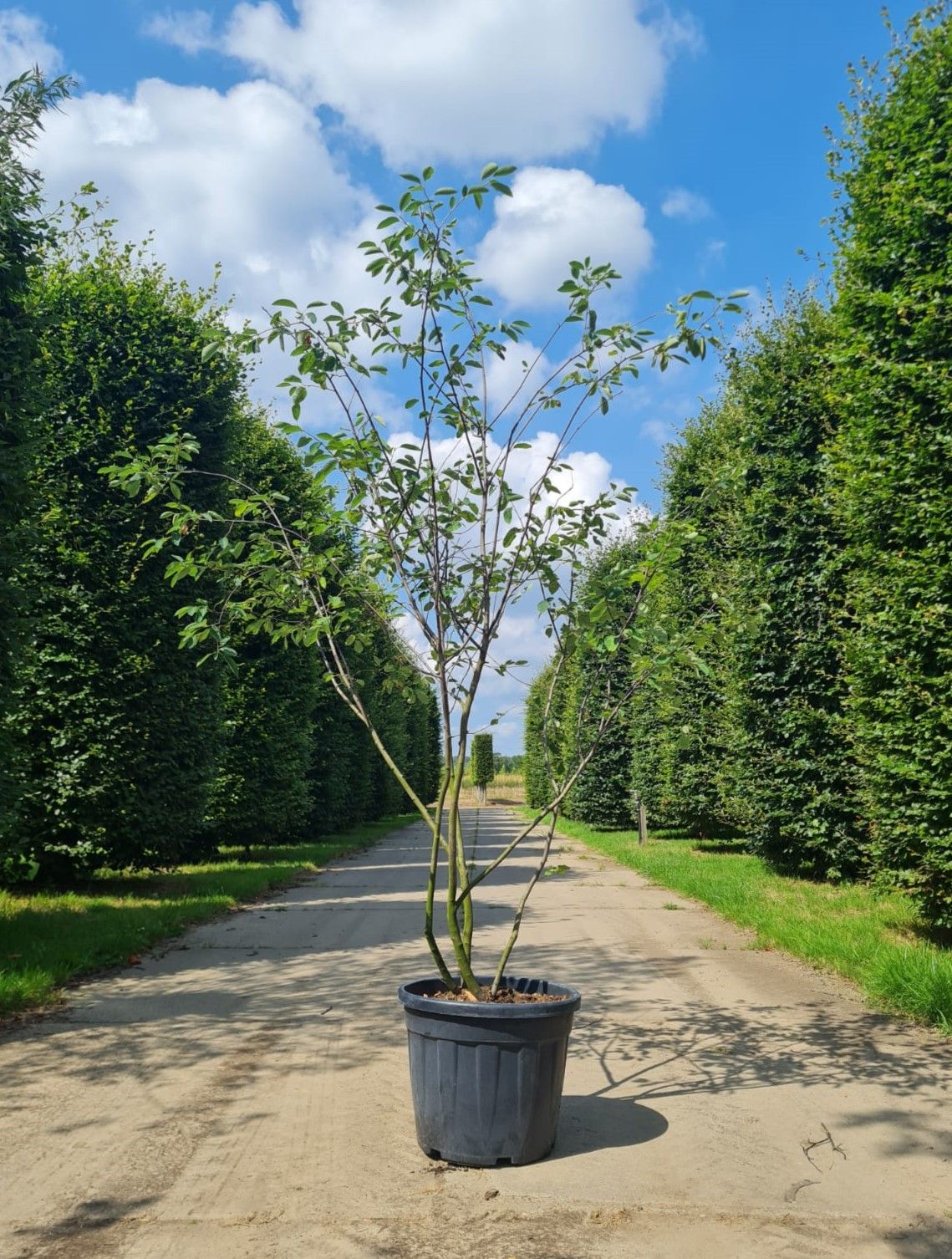 amerikaans-krentenboompje Jonge Krentenboom | Meerstammig