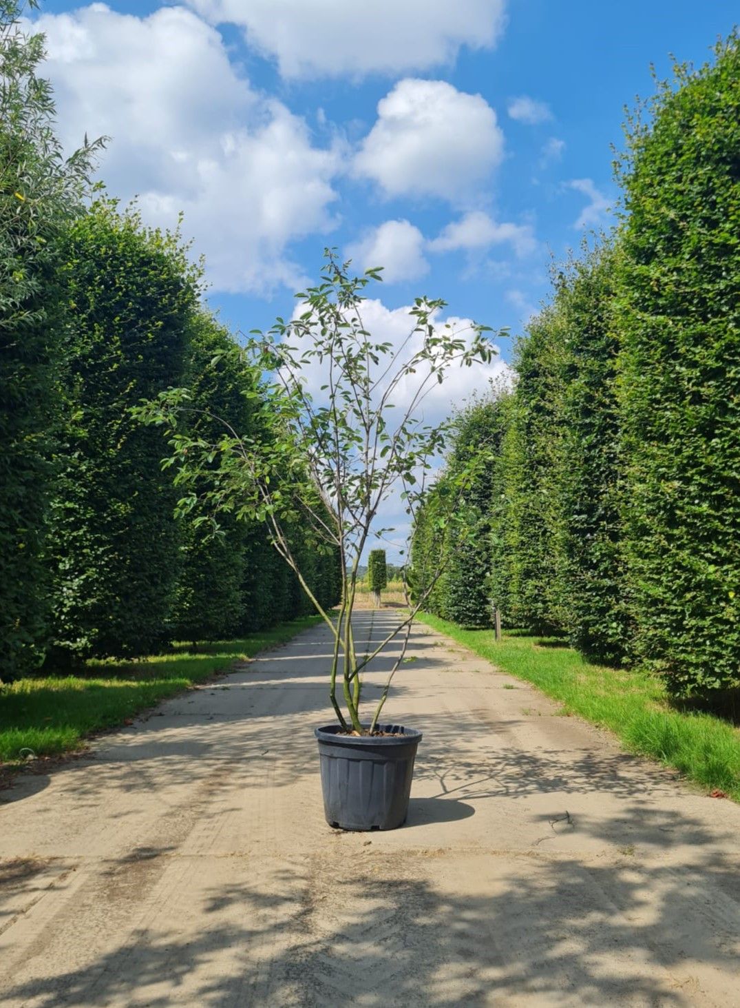 amerikaans-krentenboompje Jonge Krentenboom | Meerstammig