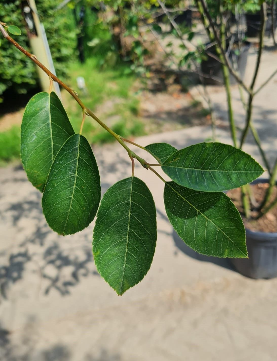 amerikaans-krentenboompje Jonge Krentenboom | Meerstammig