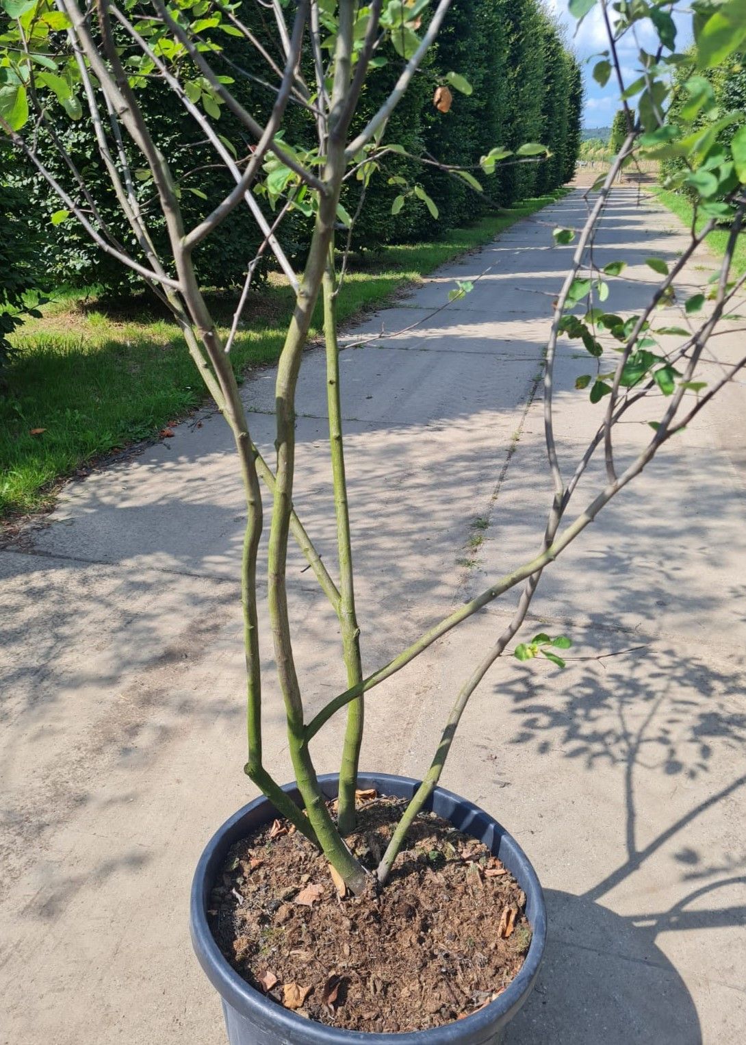 amerikaans-krentenboompje Jonge Krentenboom | Meerstammig