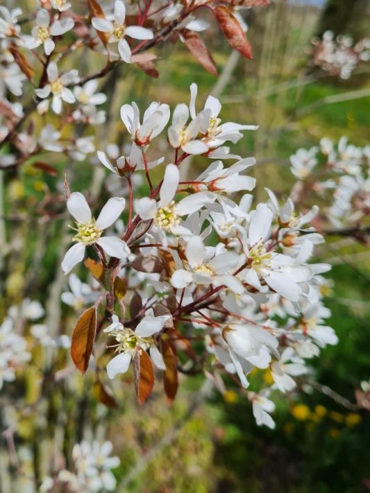 Jonge Krentenboom | Hoogstam