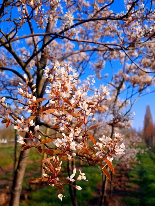 Jonge Krentenboom | Hoogstam