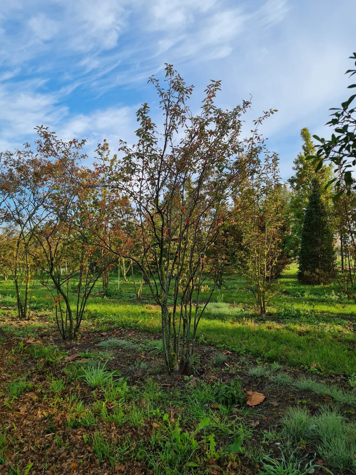 amerikaans-krentenboompje Jonge Krentenboom | Meerstammig