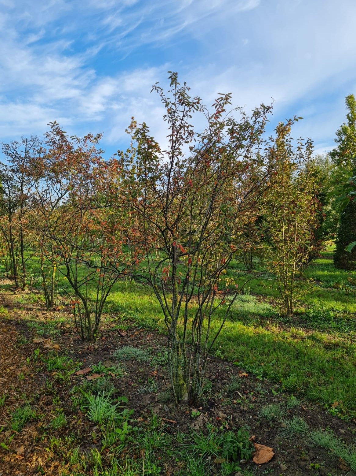 amerikaans-krentenboompje Jonge Krentenboom | Meerstammig