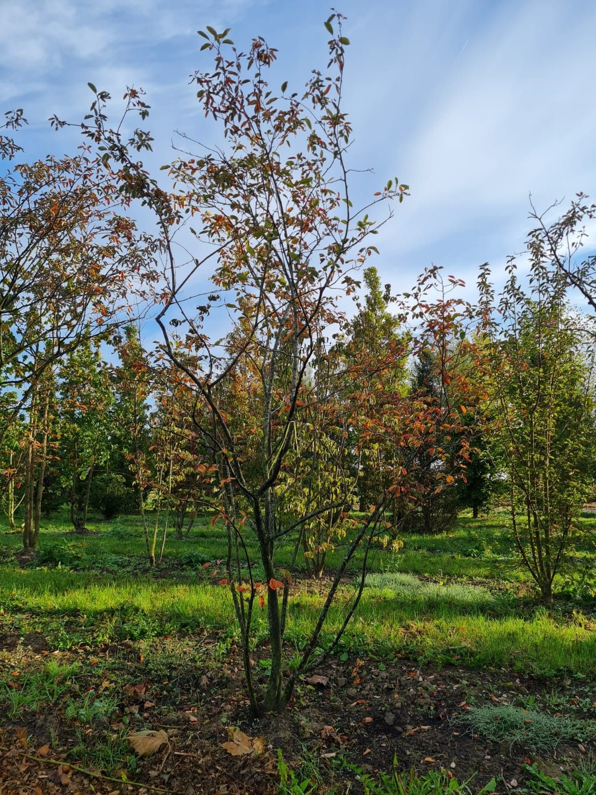amerikaans-krentenboompje Jonge Krentenboom | Meerstammig