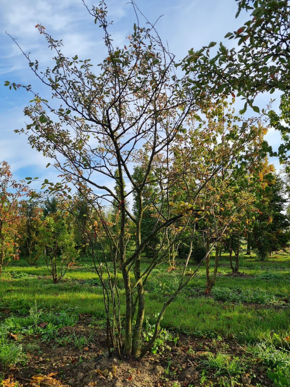 amerikaans-krentenboompje Jonge Krentenboom | Meerstammig