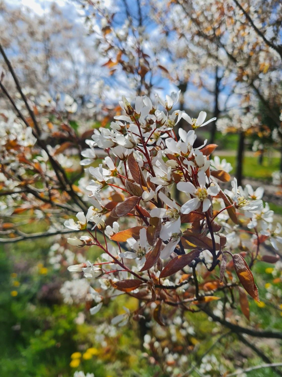 amerikaans-krentenboompje Jonge Krentenboom | Meerstammig