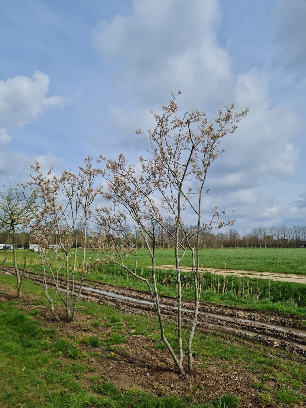 amerikaans-krentenboompje Jonge Krentenboom | Meerstammig