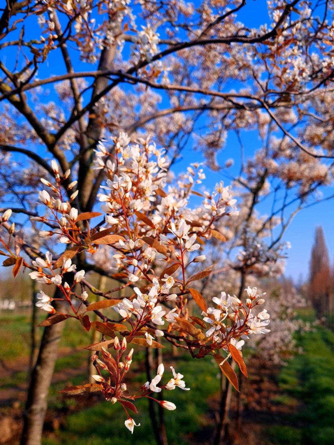 amerikaans-krentenboompje Jonge Krentenboom | Meerstammig