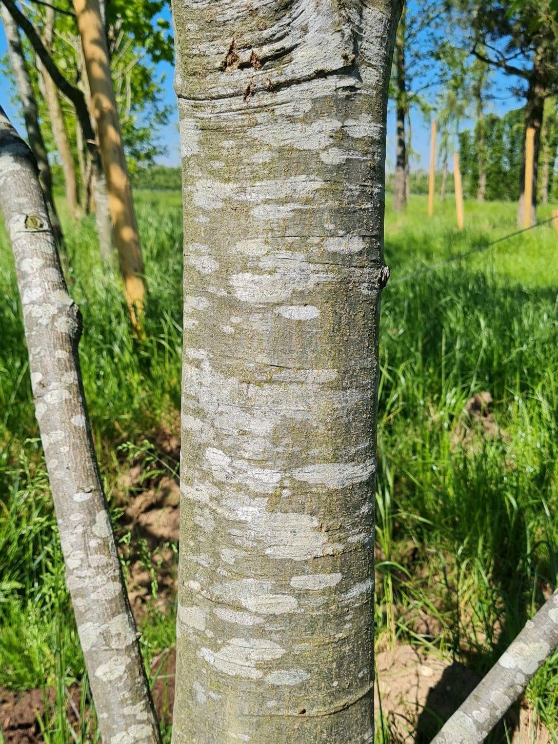 amerikaanse-eik Volwassen Amerikaanse eik | Laagstam