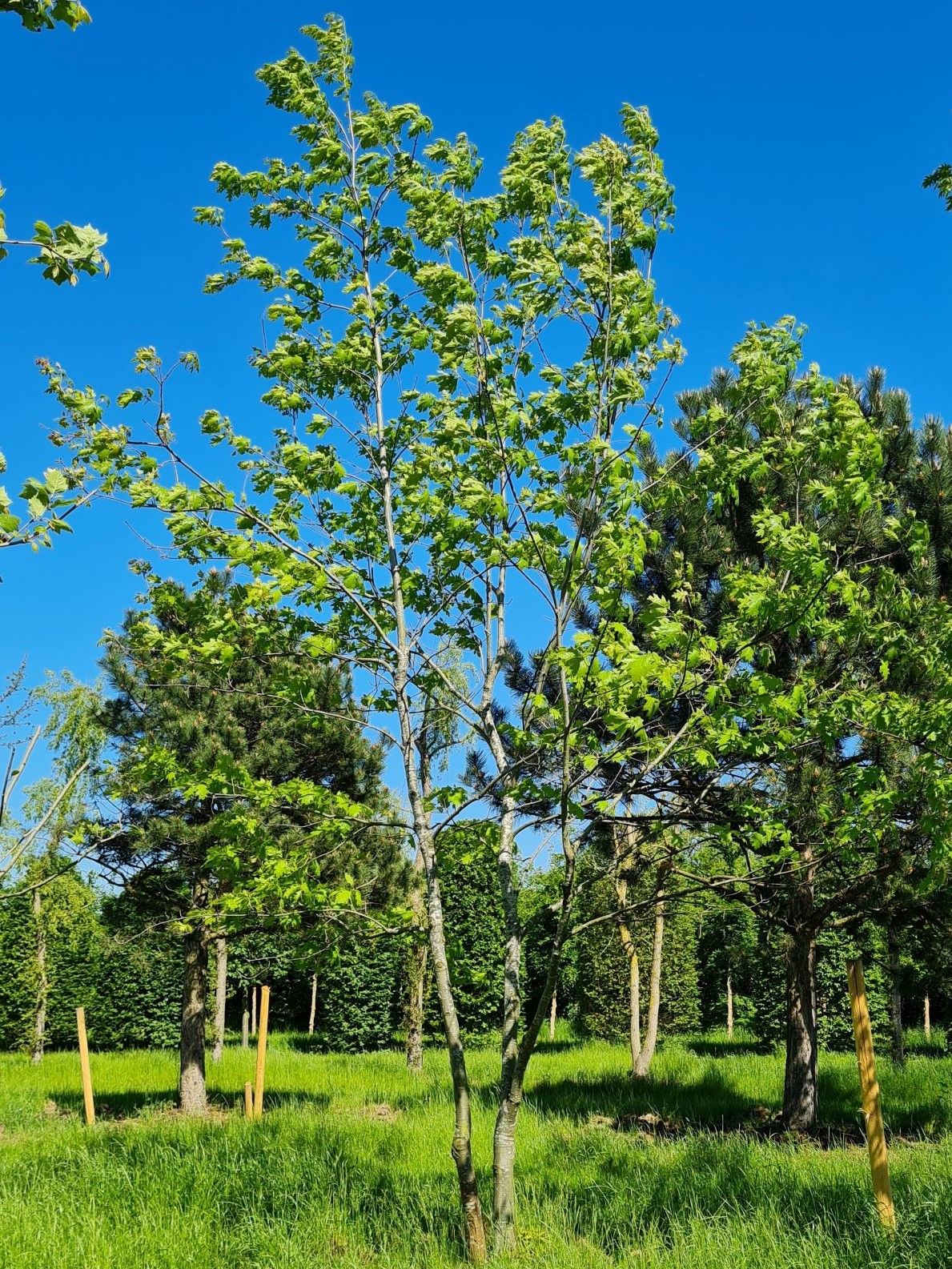 Volwassen Amerikaanse eik | Meerstammig