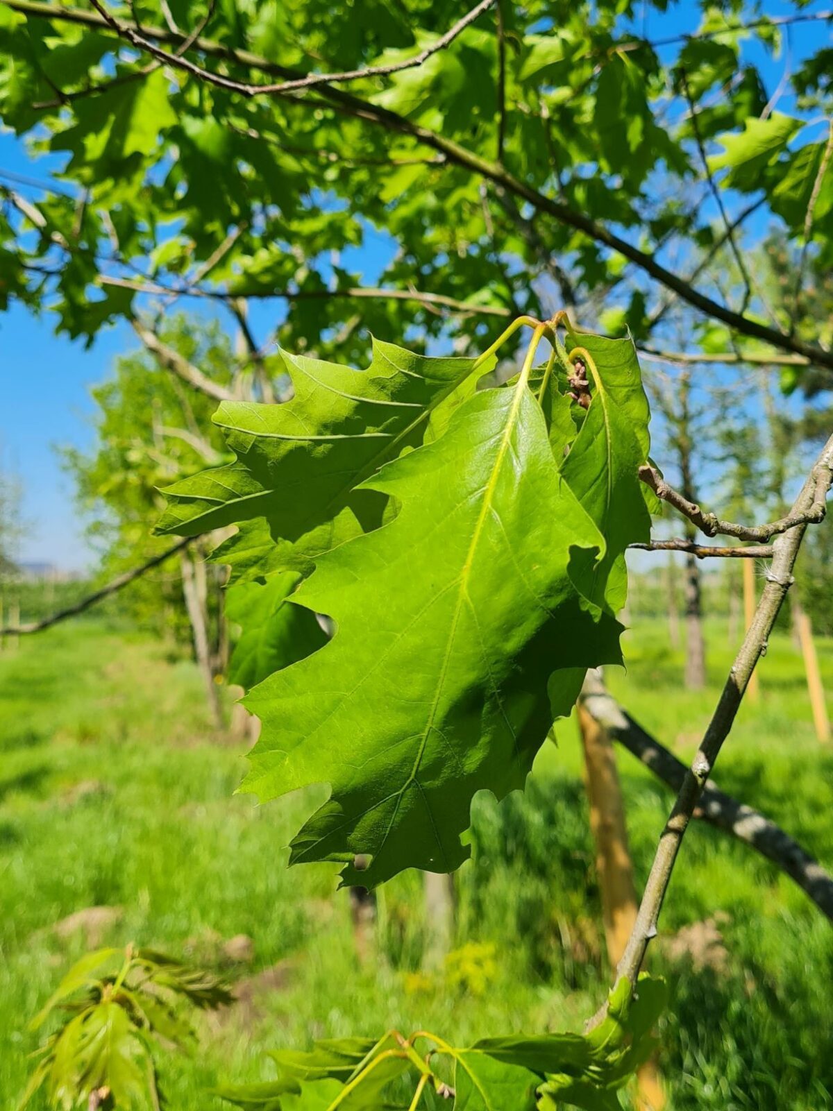 amerikaanse-eik Volwassen Amerikaanse eik | Laagstam