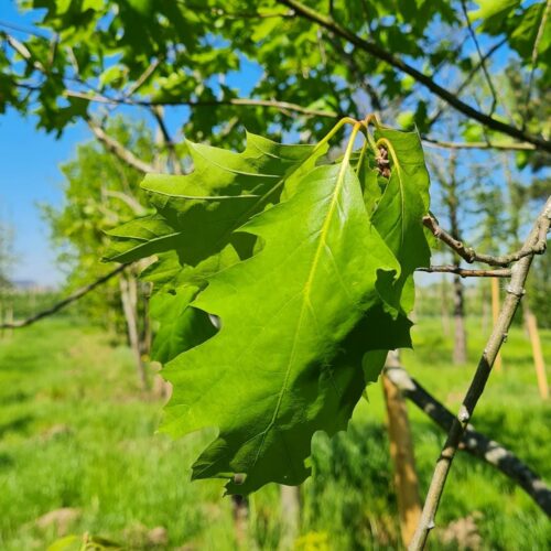 Jonge Amerikaanse eik | Meerstammig