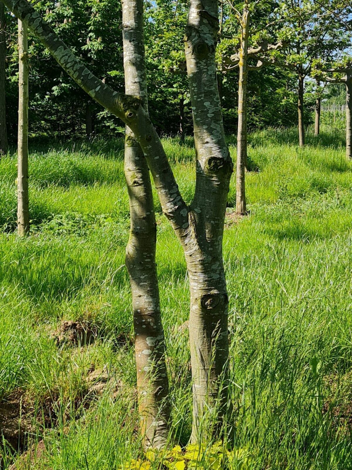 Jonge Amerikaanse eik | Meerstammig