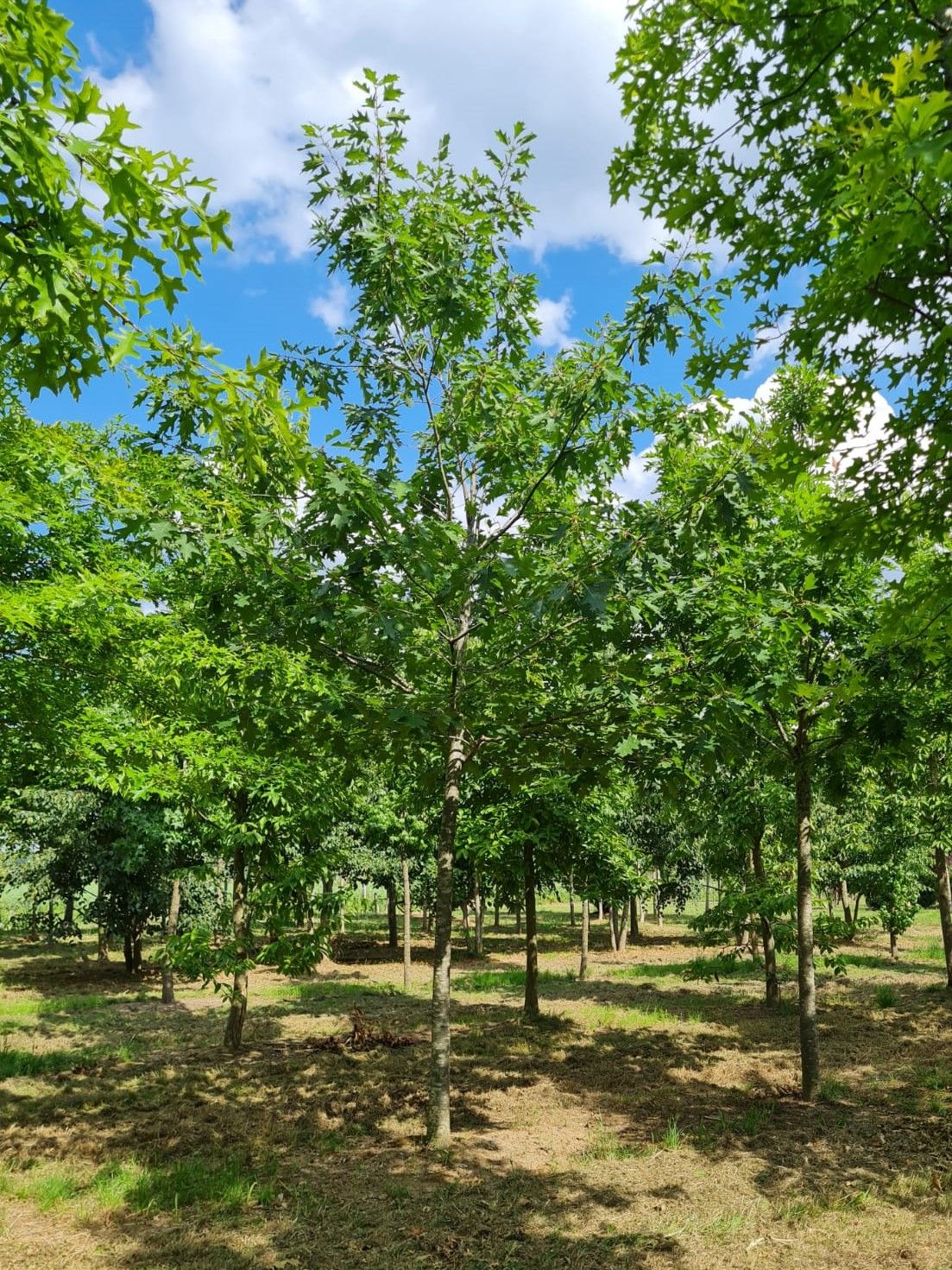 Jonge Amerikaanse eik | Hoogstam