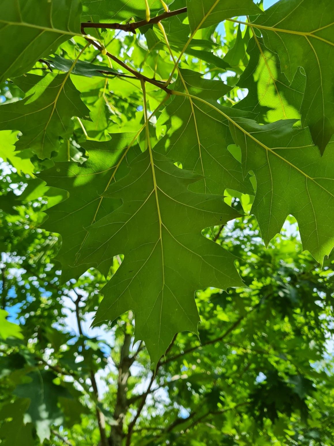 Jonge Amerikaanse eik | Hoogstam