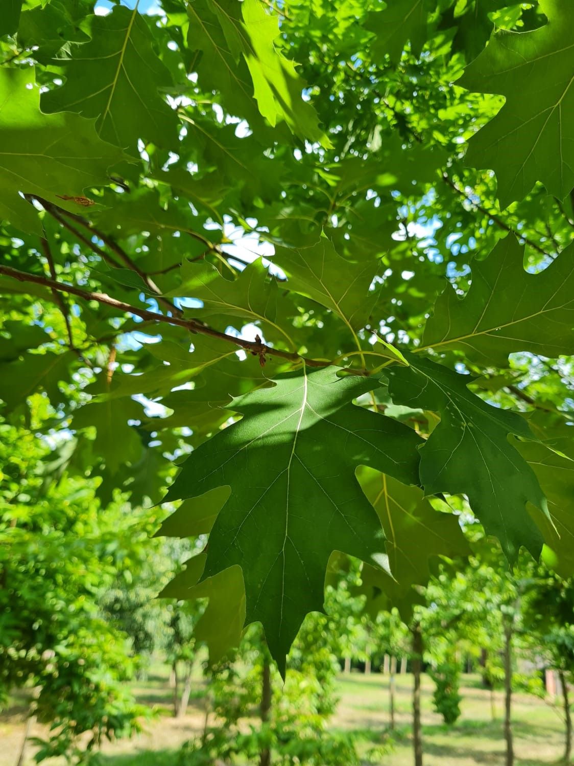 Jonge Amerikaanse eik | Hoogstam