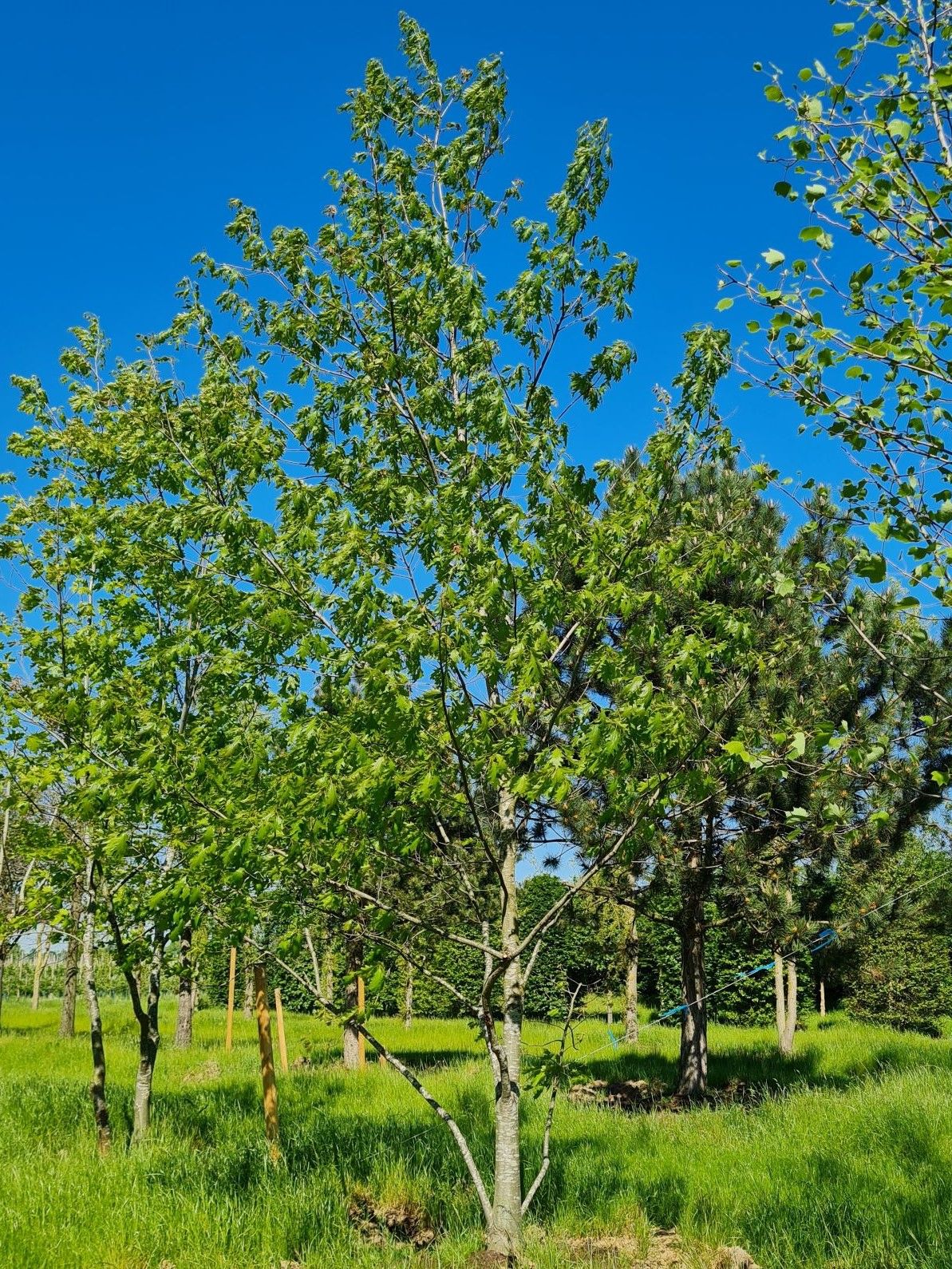 amerikaanse-eik Volwassen Amerikaanse eik | Laagstam