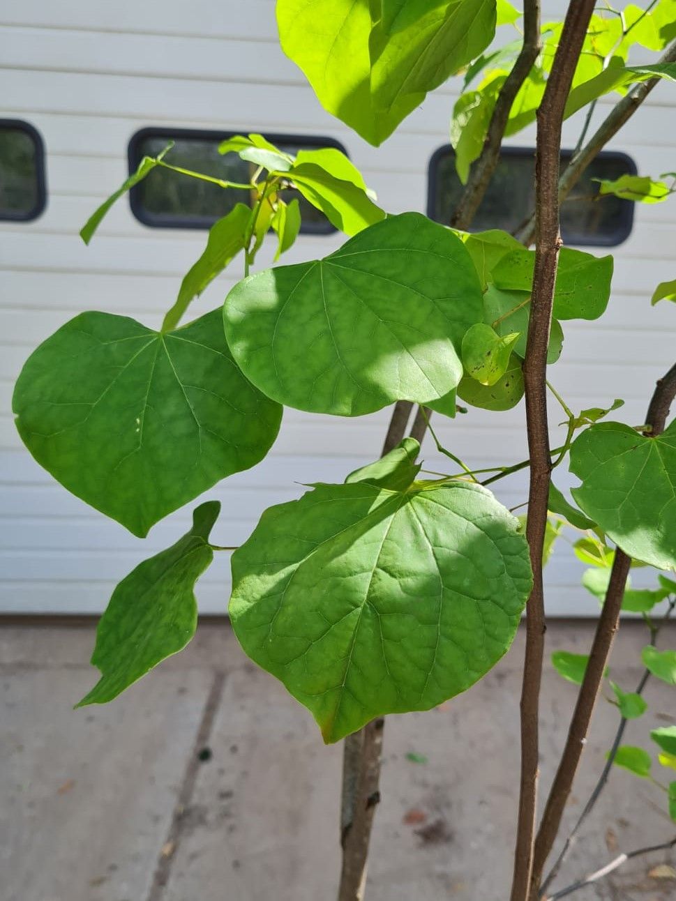 Jonge Amerikaanse judasboom | Meerstammig