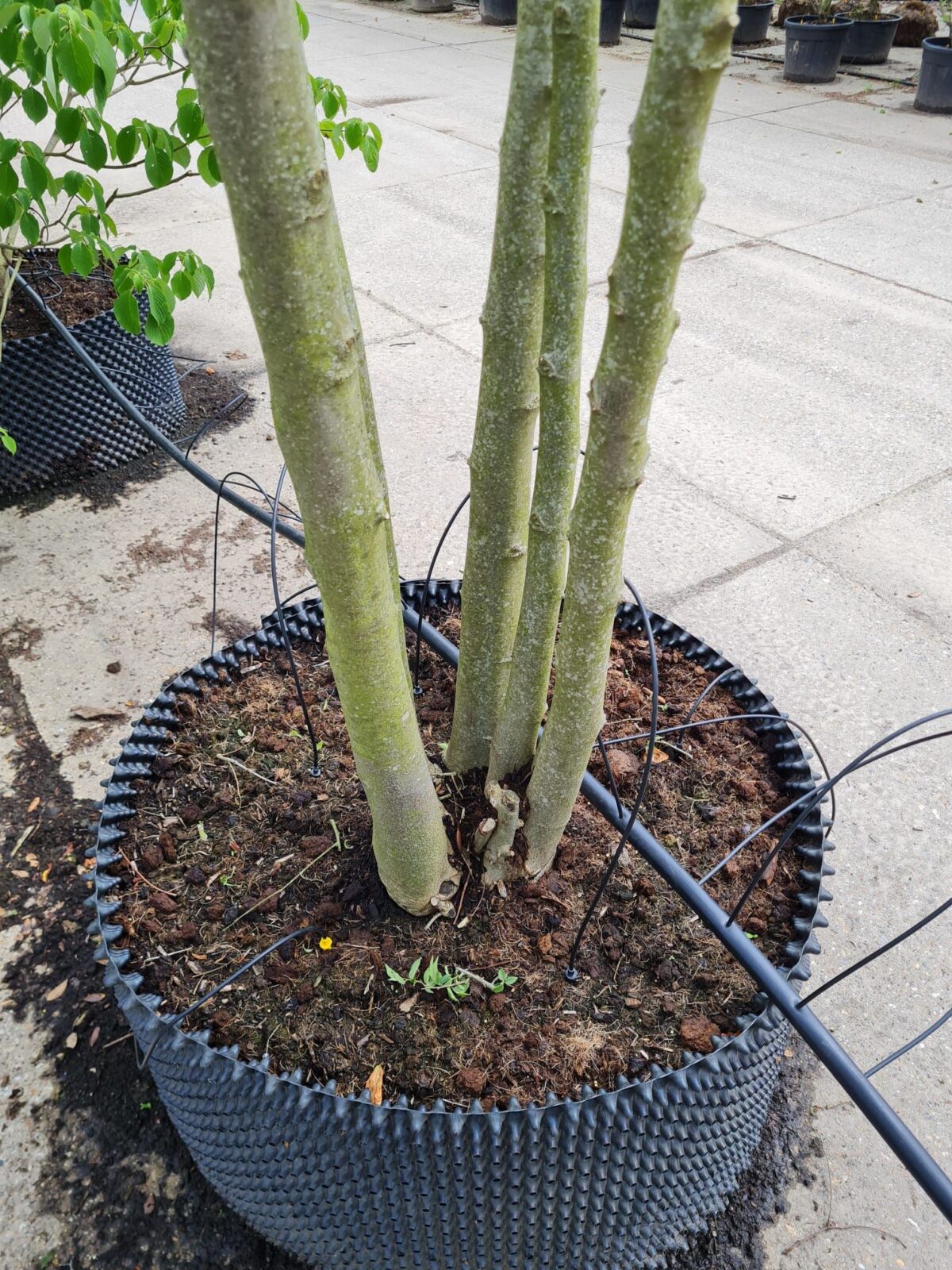 Jonge Europese netelboom | Meerstammig