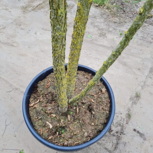 Jonge Westerse netelboom | Meerstammig