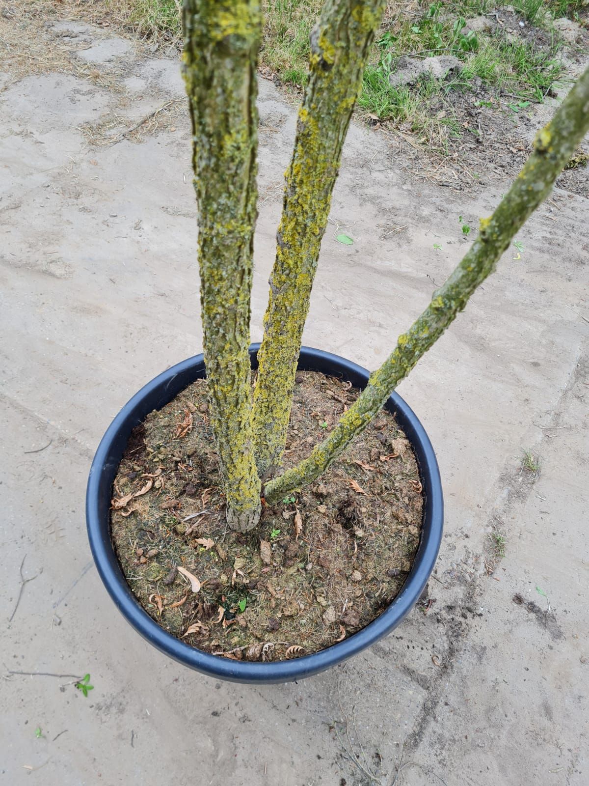 Jonge Westerse netelboom | Meerstammig