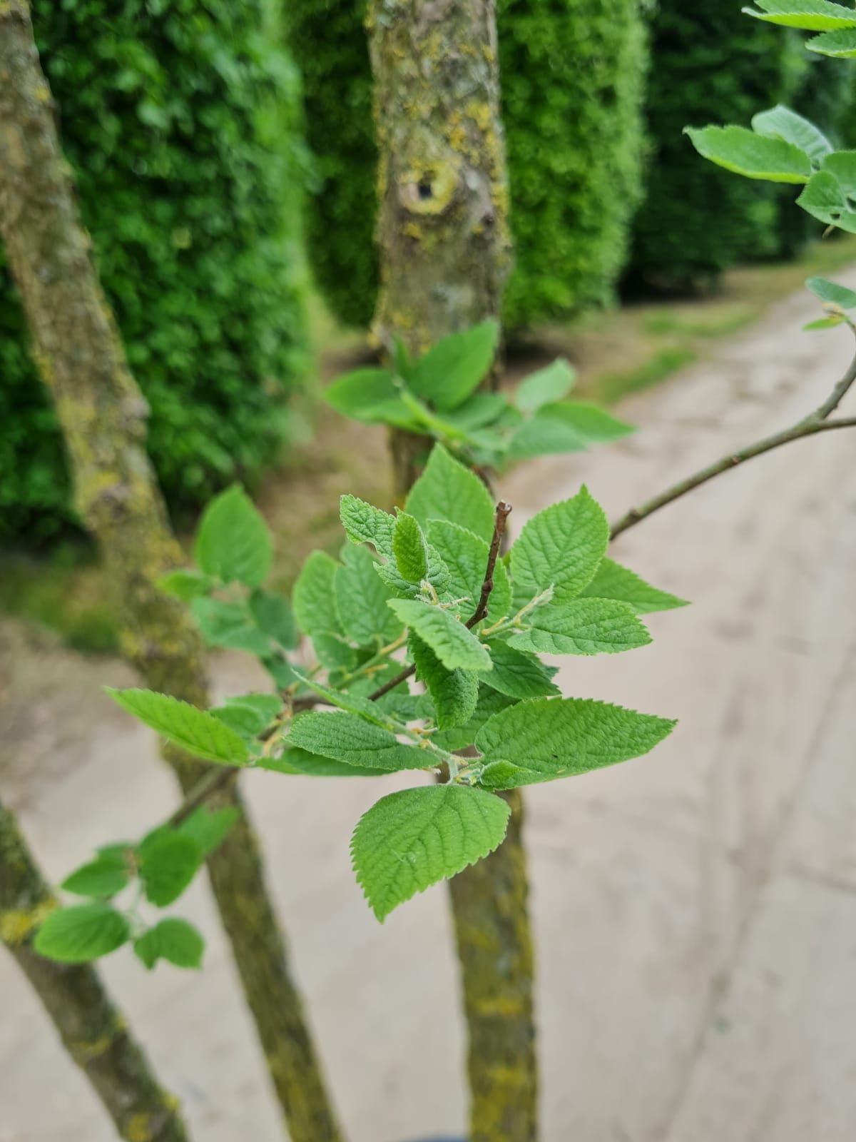 Jonge Westerse netelboom | Meerstammig