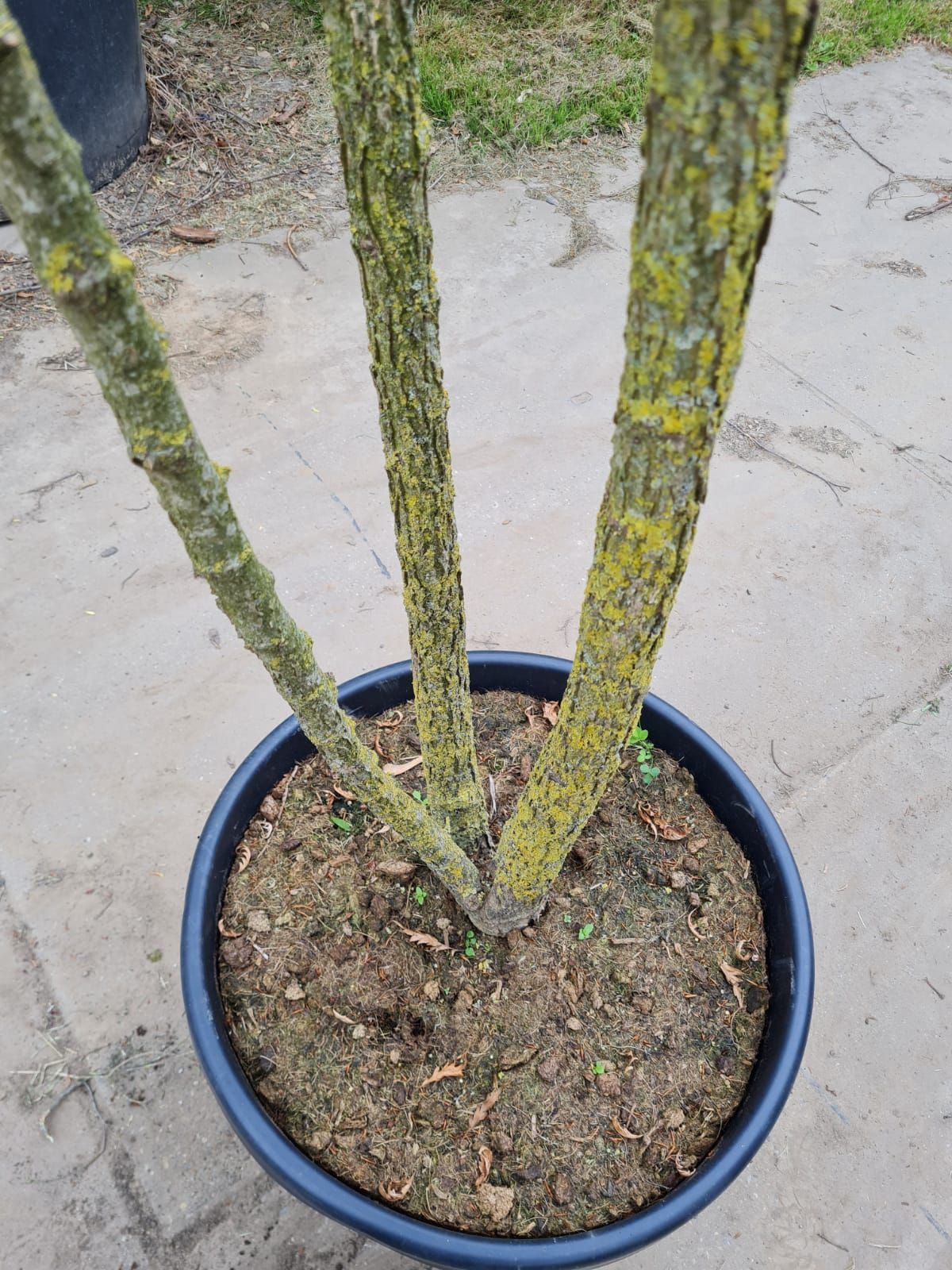 Jonge Westerse netelboom | Meerstammig