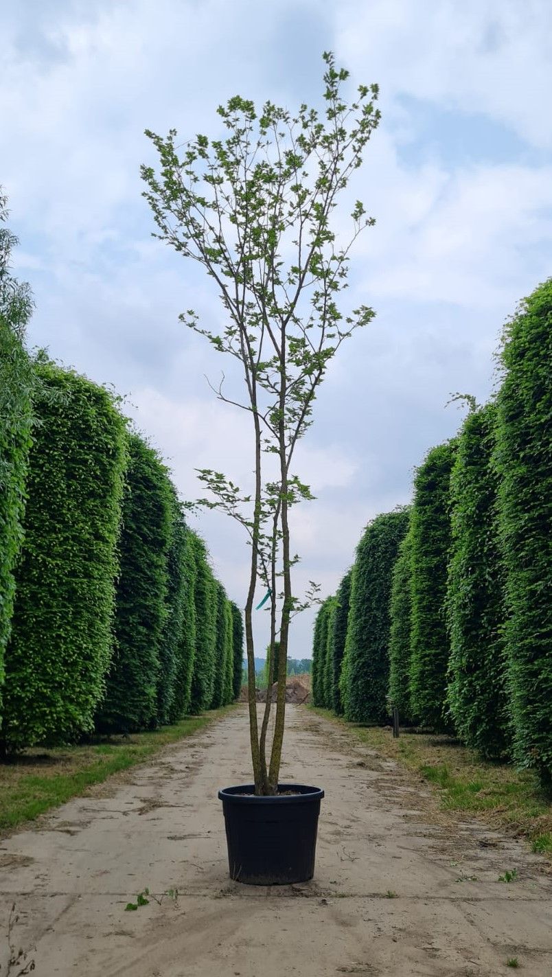Jonge Westerse netelboom | Meerstammig
