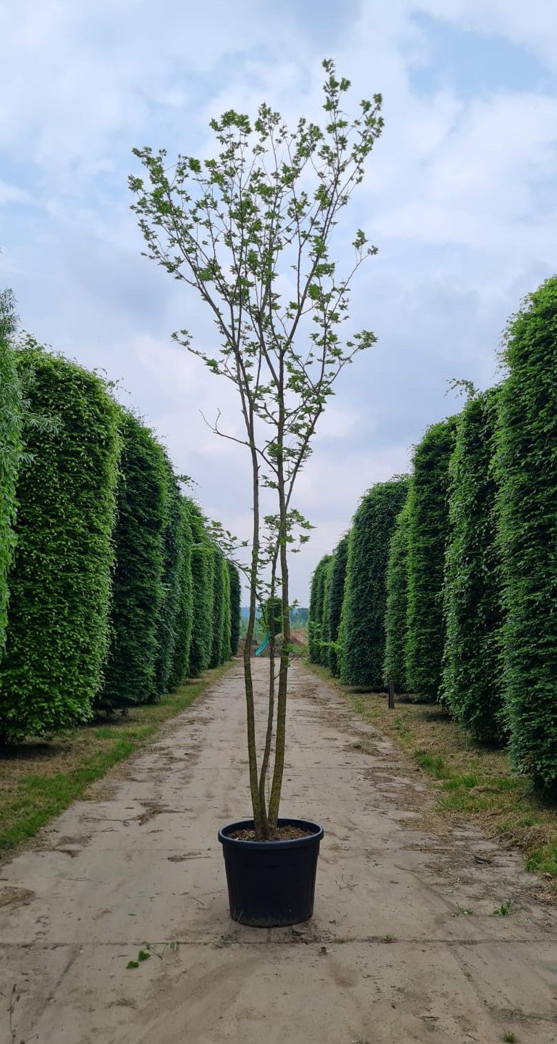 Jonge Westerse netelboom | Meerstammig