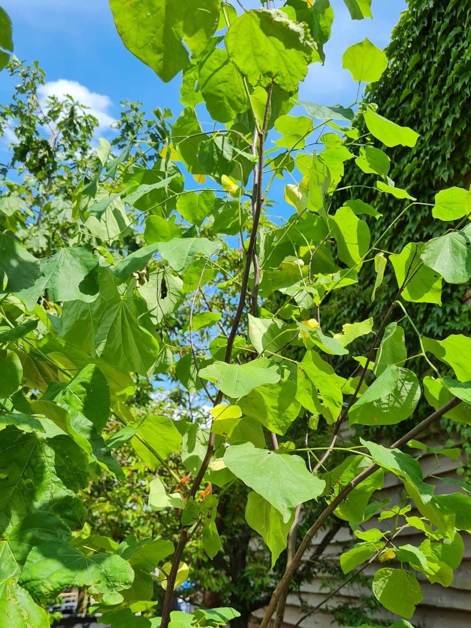 Jonge Amerikaanse judasboom | Meerstammig