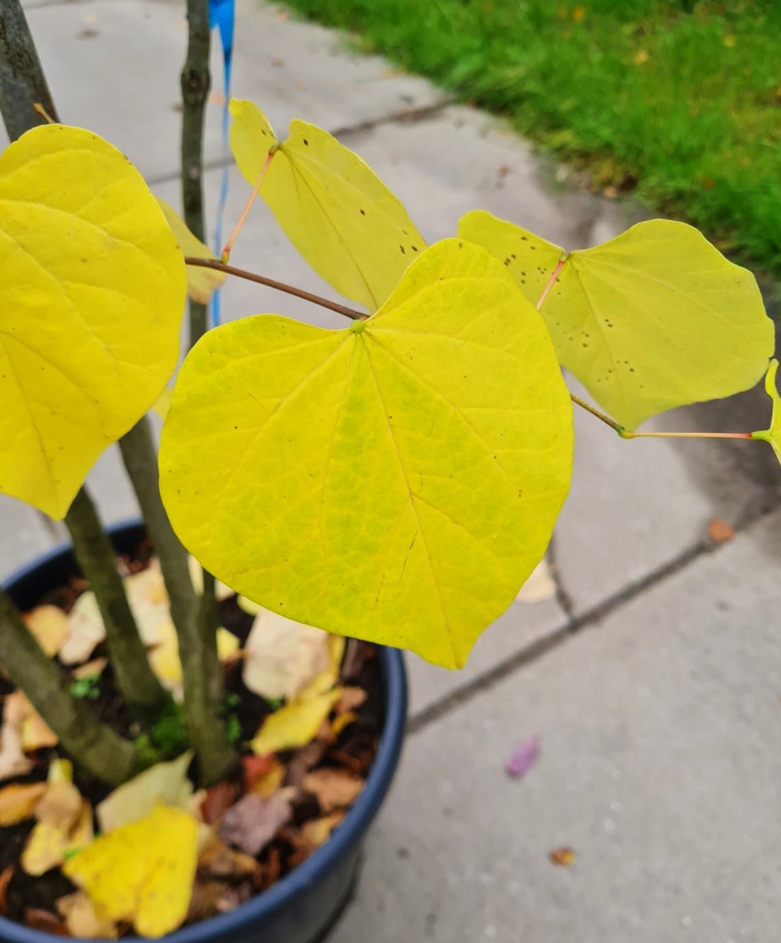 Jonge Amerikaanse judasboom | Meerstammig