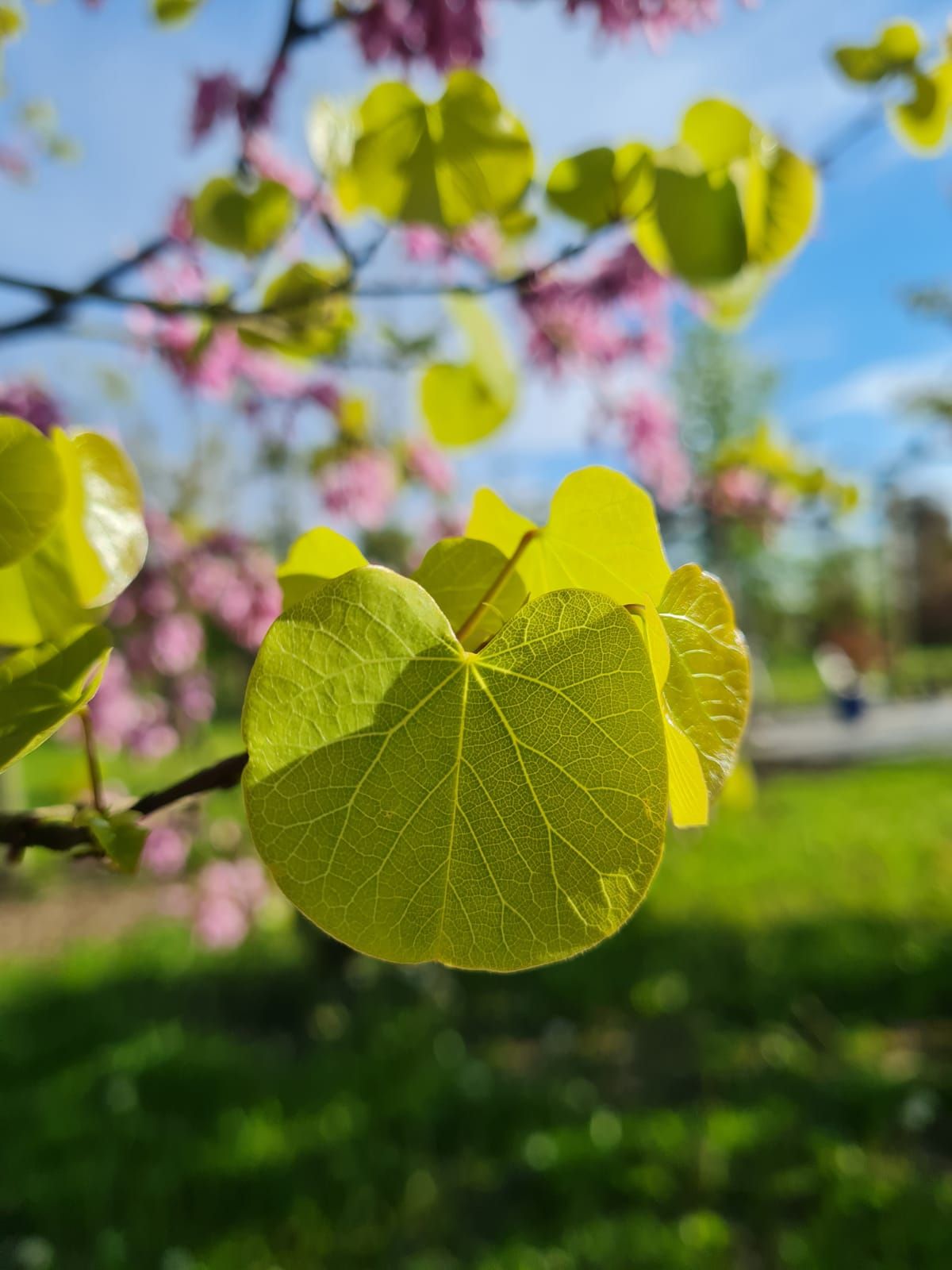 Jonge Judasboom | Halfstam