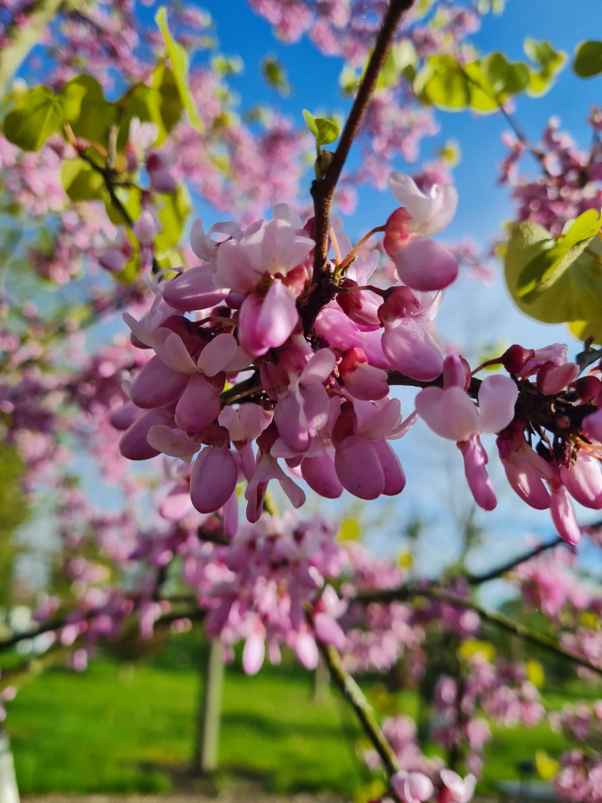 Jonge Judasboom | Halfstam