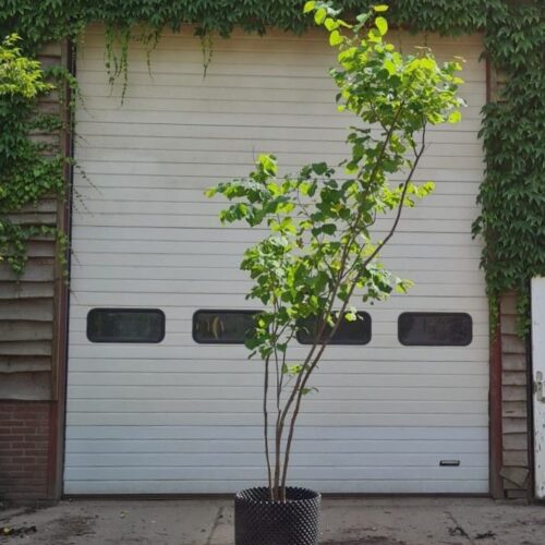 Jonge Amerikaanse judasboom | Meerstammig