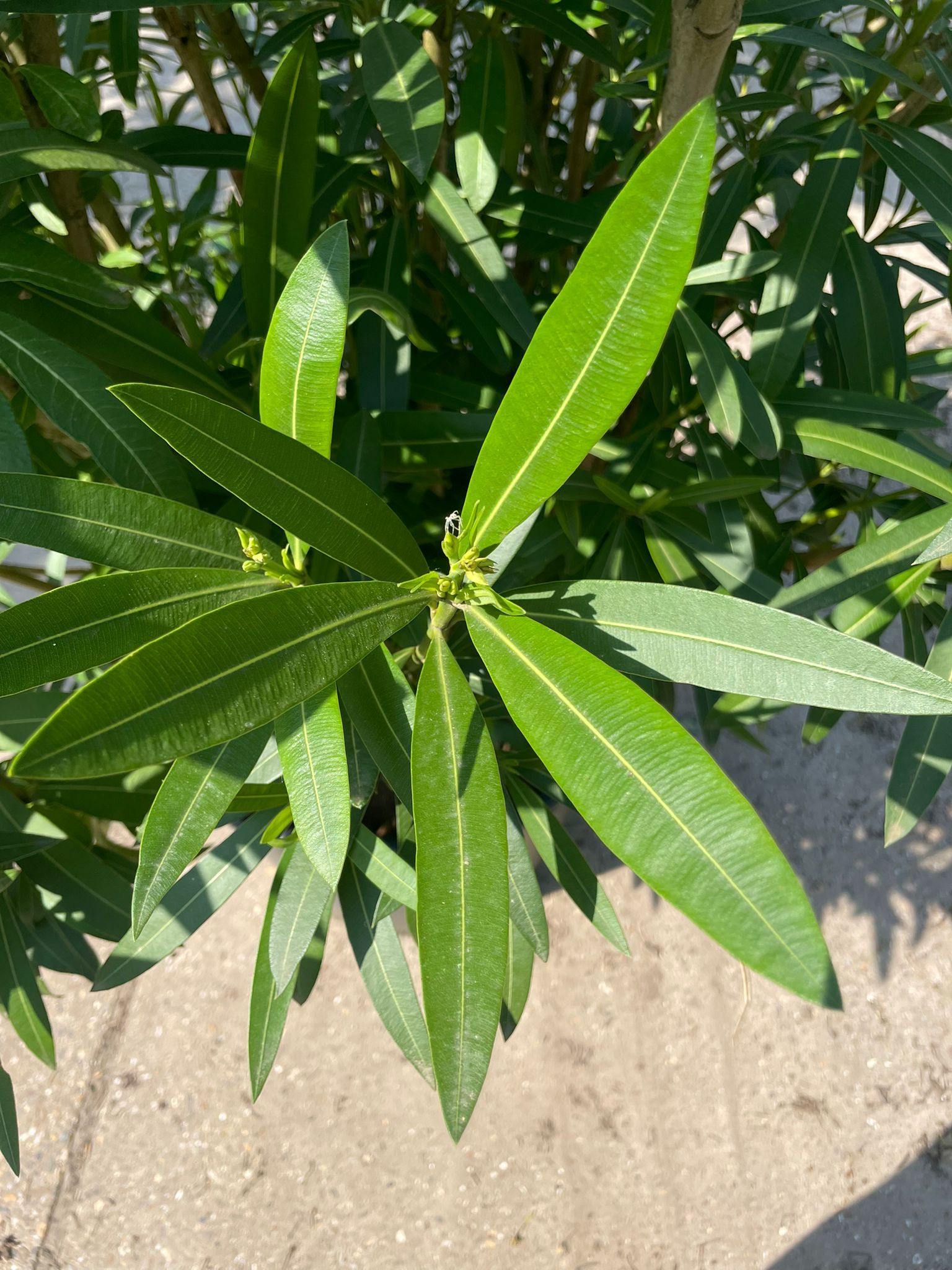 Jonge Oleander | Struikvorm