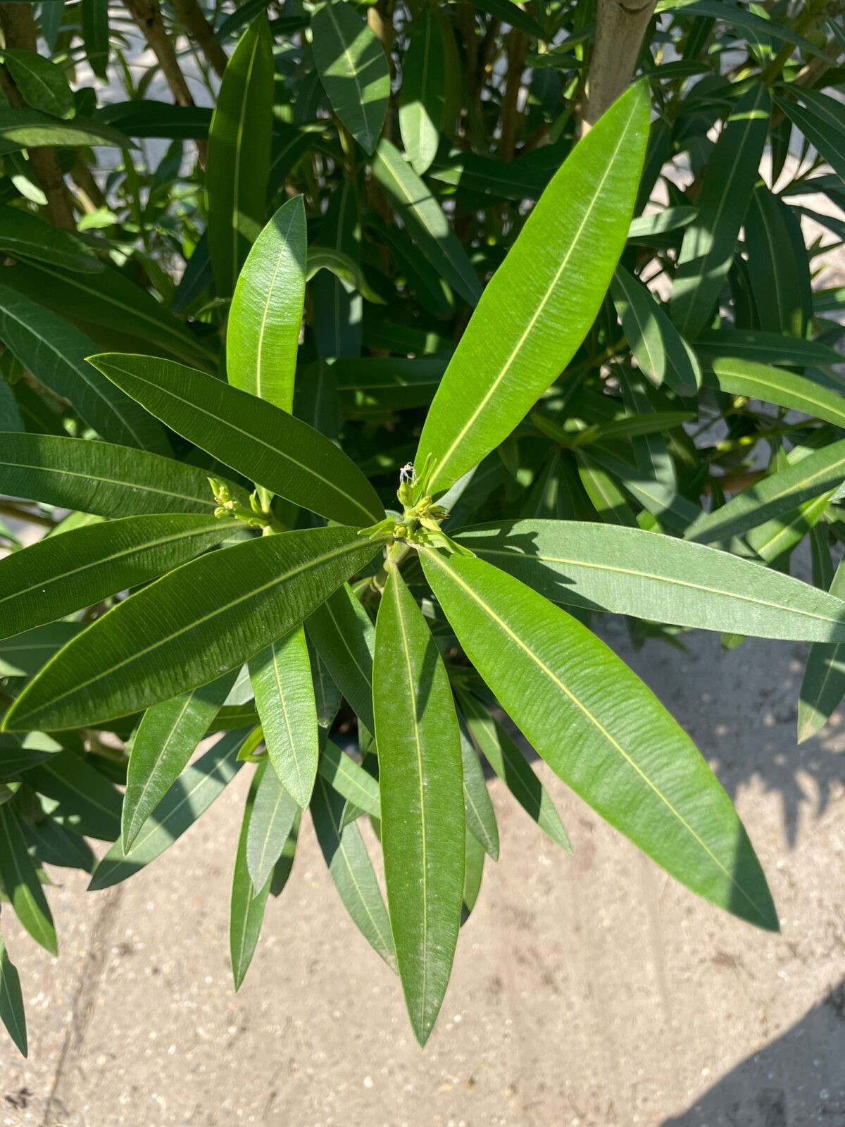 Jonge Oleander | Struikvorm