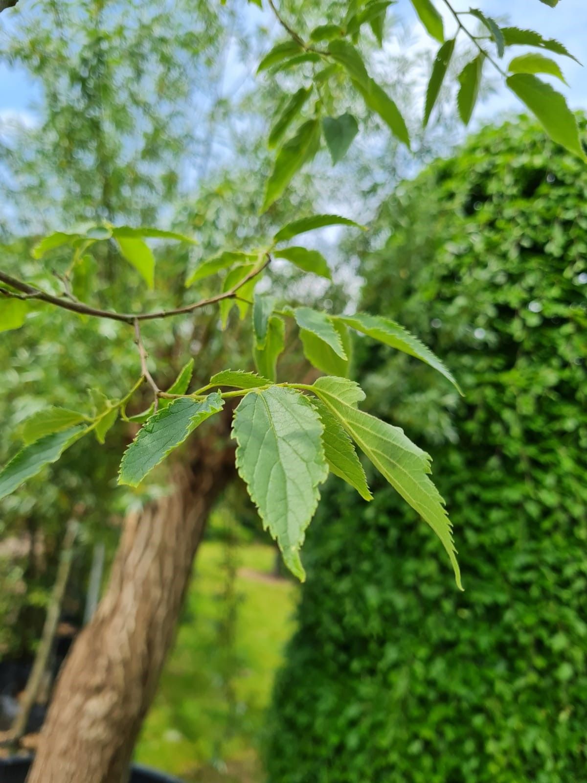 amerikaanse-judasboom Jonge Europese netelboom | Hoogstam